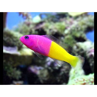 Pseudochromis Paccagnellae